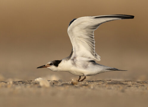 A juvenile White-cheeked Tern stretching its wings at Tubli, Bahrain