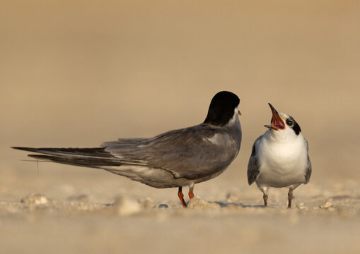 Juvenile White-cheeked Tern begging for food infront of mother Tubli, Bahrain