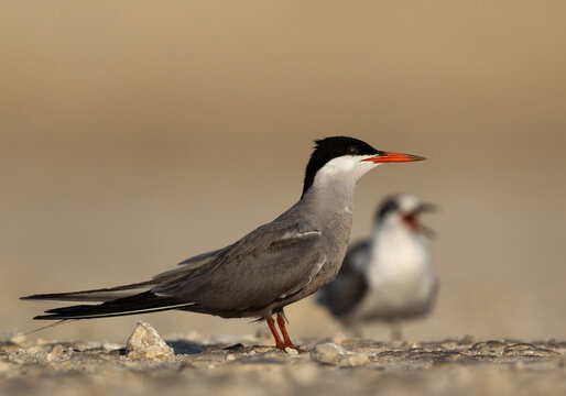 Portrait of White-cheeked Tern perched on the ground at Tubli, Bahrain