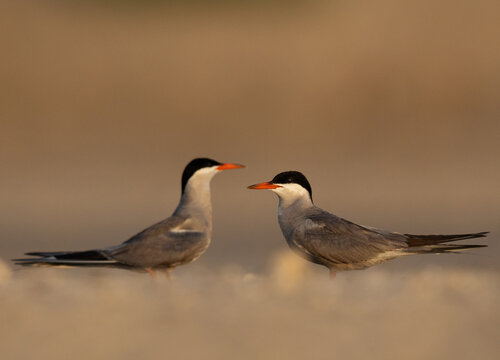 Closeup of a pair of  White-cheeked Tern at Tubli bay, Bahrain