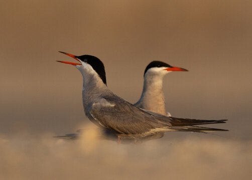 Courtship dance of White-cheeked Terns at Tubli, Bahrain