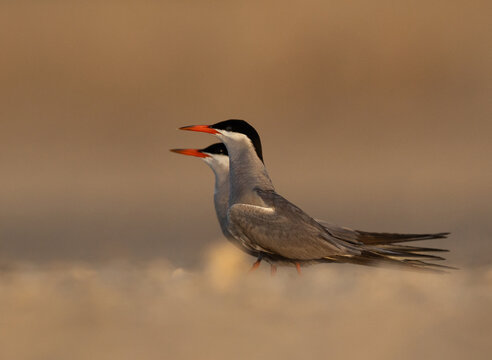 Courtship dance of White-cheeked Terns at Tubli, Bahrain