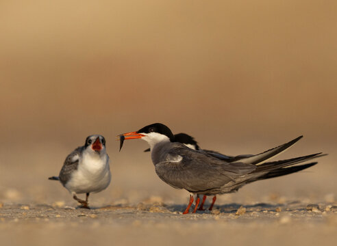 Juvenile White-cheeked Tern trying to grab a fish from adult at Tubli, Bahrain