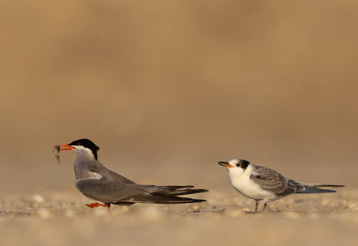 Juvenile White-cheeked Tern asking for fishfrom an adult tern at Tubli, Bahrain