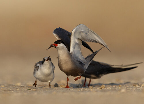 Juvenile White-cheeked Tern begging for food at Tubli, Bahrain