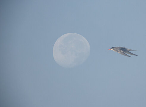 A double exposure image of a White-cheeked Tern flying with moon at the backdrop