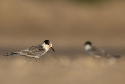 Portrait of a juvenile White-cheeked Tern at Tubli bay, Bahrain