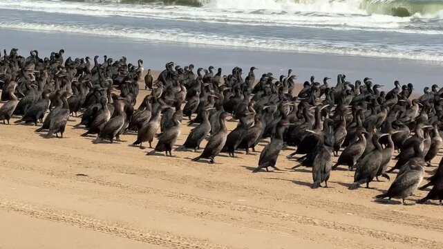 Cape Cormorant Colony on the Beach at Walvis Bay, Namibia