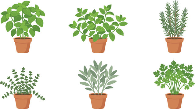 Fresh herb collection in terracotta pots featuring basil mint rosemary thyme sage parsley
