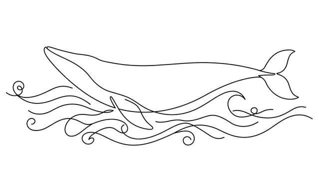 Whale swimming in ocean waves white background.