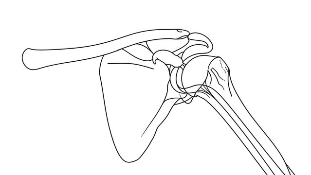 Human shoulder joint anatomy white background.