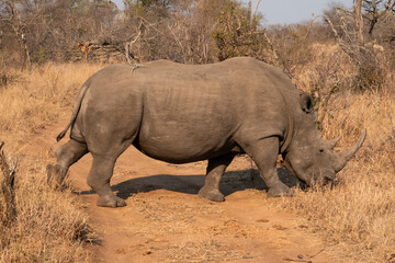 Southern White Rhino or Rhinoceros, South Africa © Richard C Palmer