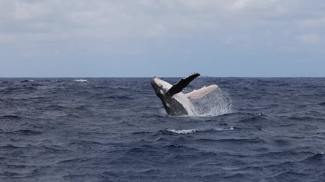 A young humpback whale calf leaps joyfully from the crystal blue waters of the Kingdom of Tonga, creating a spectacular splash as it briefly soars above the ocean surface.