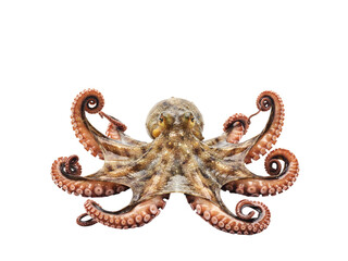Detailed octopus with curled tentacles isolated on transparent background © PNG Studio 99