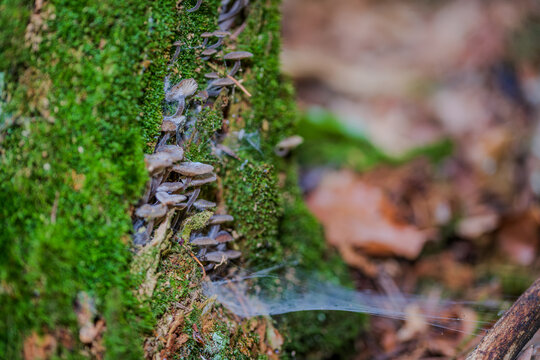 Pilze wachsen an einem Baumstamm in einem Wald w&auml;hrend des Tages