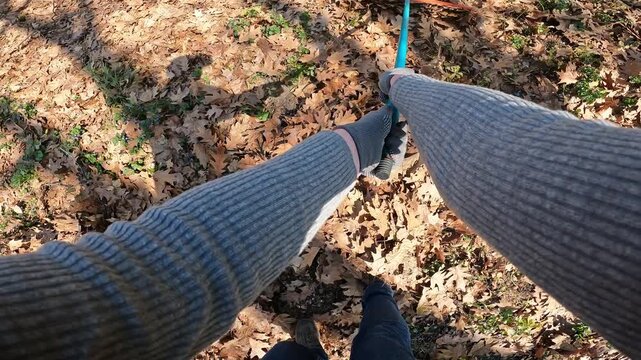 Cleaning dry leaves in the garden in autumn with a rake, first person view (POV). Hands of a woman in gray gardening gloves and a sweater holding a blue rake and raking fallen oak leaves