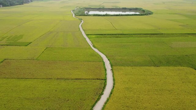Drone footage of paddy fields across a vast area.