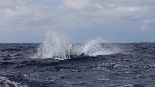 A young humpback whale calf leaps joyfully from the crystal blue waters of the Kingdom of Tonga, creating a spectacular splash as it briefly soars above the ocean surface.
