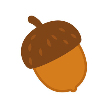 A brown acorn a botanical element isolated on a white background is perfect for autumn designs, forest-themed projects, or Thanksgiving decor.