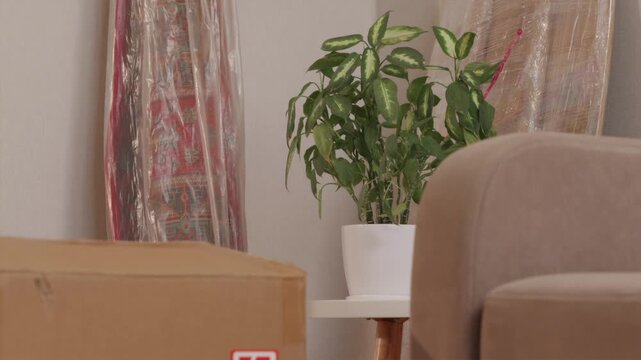 Packed moving boxes wrapped in stretch film near plant and table