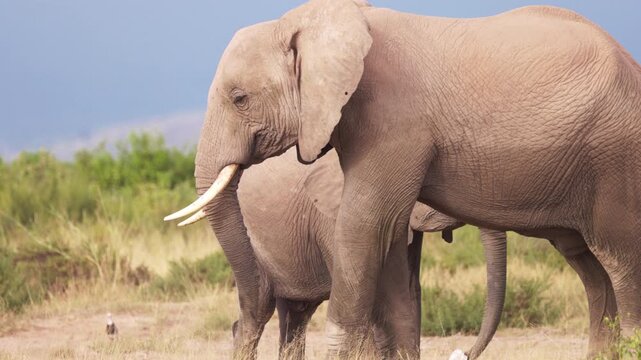 African elephants walking across the open plains of Amboseli National Park, Kenya, surrounded by the characteristic landscape of East African savanna.