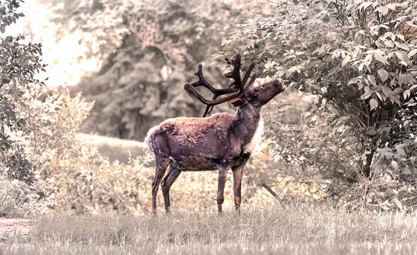 Caribou reaching up to eat off tree branch in sepia tones