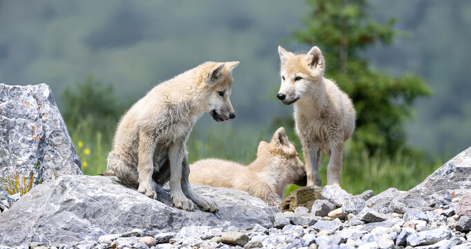 3 month old arctic wolf pups on summer day