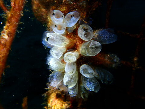 Clavelina sea squirts (cross-lined ascidians) forming translucent colony on reef surface