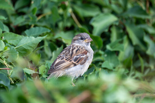 Young House Sparrow Perched in Green Leafy Bush, Close-Up Wildlife Nature Photography