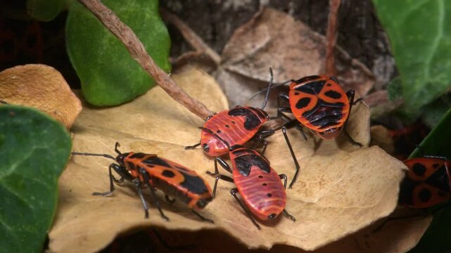 Firebug (Pyrrhocoris apterus) nymphs and adults in closeup. Uncommon in England until recently. September, Kent, UK [Half speed]	