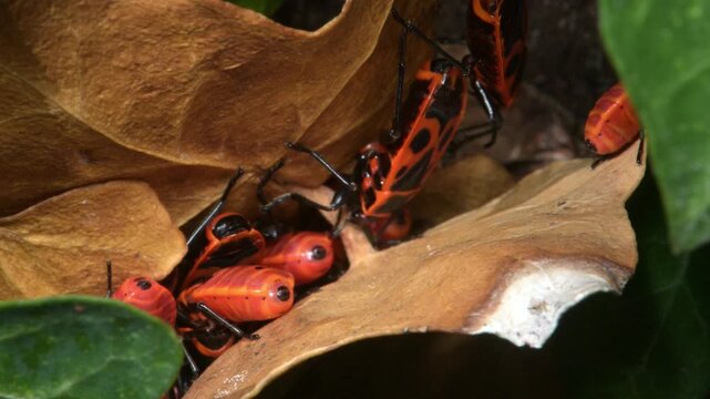Firebug (Pyrrhocoris apterus) nymphs and adults in closeup. Uncommon in England until recently. September, Kent, UK [Half speed]	
