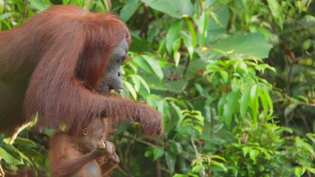 Orangutan Mother and Baby Eating Together in Tropical Rainforest, Close Family Bond, Primate Feeding Behavior, Wild Animal Nature, Indonesia Wildlife, Jungle Habitat, Natural Parenting, Wildlife