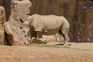 White rhinoceros walking across sandy safari enclosure © Anna Baranova