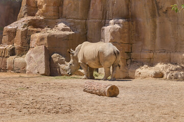 White rhinoceros standing beside rocky cliff in safari habitat © Anna Baranova