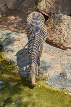 Plains zebra drinking from waterhole in natural rocky habitat
