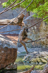 Mother monkey holding baby while balancing on rope above water habitat © Anna Baranova