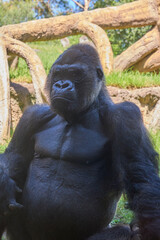 Close portrait of silverback gorilla sitting in natural wildlife habitat © Anna Baranova