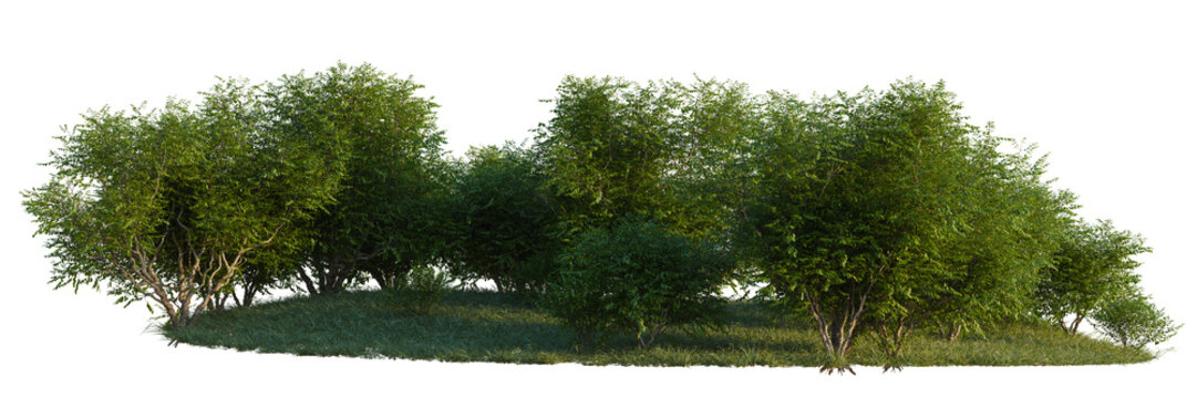 Betula nigra Little King FOX VALLEY tree line, Forest Edge, Backdrop cutout, isolate transparent background, Dense Green Bushes with Grass Patch - Nature Element for Landscape Design & Outdoor Scenes