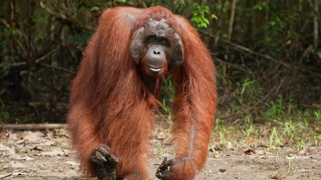 Orangutan Walking Through Tropical Forest, Wild Red Haired Primate Moving on the Ground in Borneo Rainforest, Natural Locomotion and Animal Behavior, Indonesian Jungle Wildlife, Great Ape Habitat, Tro