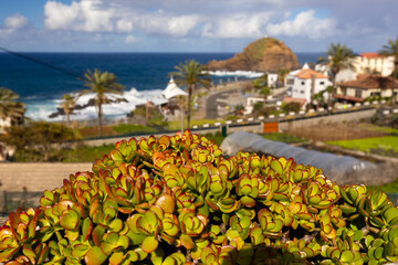 Vibrant Jade Succulent Plant with Red Edges (Crassula ovata 'Sunset') set against the backdrop of the Atlantic Ocean at the natural lava pools in Porto Moniz, Madeira © anettastar