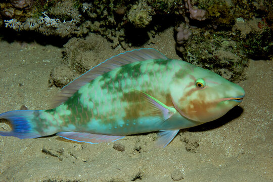 Indian longnose parrotfish ( Hipposcarus harid). Taken in Sharm El Sheikh, Egypt. 