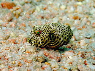 Juvenile Starry Puffer (Arothron stellatus). Taken in Sharm El Sheikh, Egypt. © lilithlita
