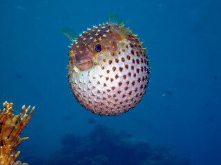 Yellow spotted burrfish. (Cyclithys spilostylus). Taken in Sharm El Sheikh, Egypt.  © lilithlita