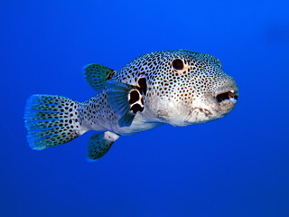 Starry Puffer (Arothron stellatus). Taken in Sharm El Sheikh, Egypt.  © lilithlita