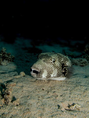Starry Puffer (Arothron stellatus). Taken in Sharm El Sheikh, Egypt.  © lilithlita