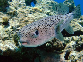 Porcupinefish (Diodon hystrix). Taken in Sharm El Sheikh, Egypt.  © lilithlita