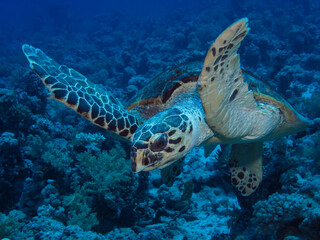 Hawksbill sea turtle (Eretmochelys imbricata). Taken in Sharm El Sheikh, Egypt.  © lilithlita