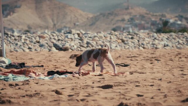 A stray dog walks along the sand at Banana Beach, Tamraght, Morocco, with a rocky shoreline and coastal hillside town in the background.
