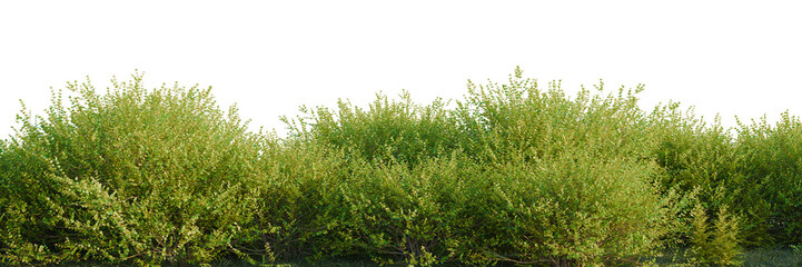 Obraz premium Lonicera nitida Baggesens Gold tree line, Forest Edge, Backdrop cutout, isolate transparent background, Green shrubbery hedge with lush foliage, ideal for landscaping and garden design backgrounds.
