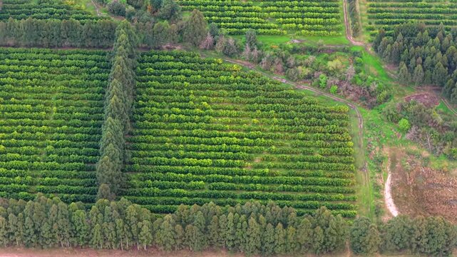 Aerial view of a triangular citrus orchard plot bordered by dirt roads near Federacion, Entre Rios province, Argentina.